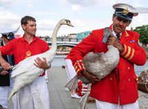 Swan Upping, Británia, labute