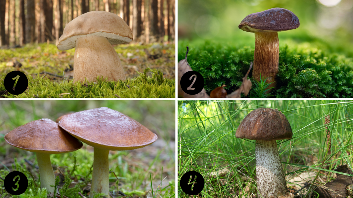 1. hríb dubový, 2. suchohríb hnedý, 3. masliak obyčajný, 4. kozák brezový