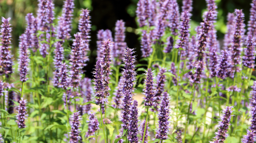 Agastache
