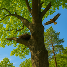 orol, strom, hniezdo, vták, NEPOUŽÍVAŤ