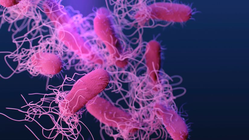 baktéria, solmonela