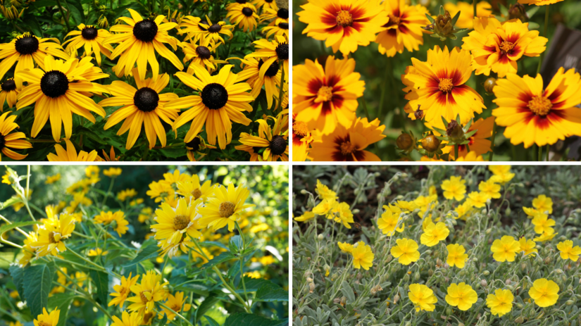 rudbekia, kráska, devätorník, slnečnica,