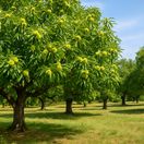 gaštan jedlý, NEPOUŽÍVAŤ