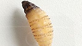 Dermatobia hominis je parazitická mucha...