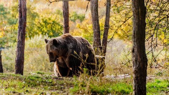 Za ministrovania Tarabu už zahynulo 383 medveďov, čo môže byť viac ako tretina populácie