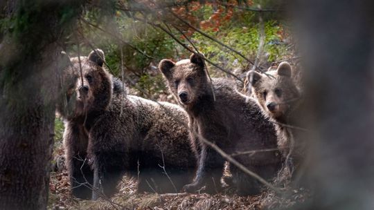 Japonsko hlási rekordný počet útokov medveďov na ľudí. Proti šelmám nasadilo armádu 