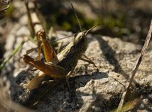 Grasshopper  /Kobylky /
