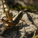Grasshopper /Kobylky /