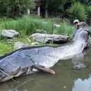 Jakub Vágner, rekordný sumec