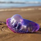 medúza, more, dovolenka, pláž, jed, ostne, popŕhlenie,