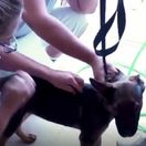 Očkovanie psov v rómskej oblasti