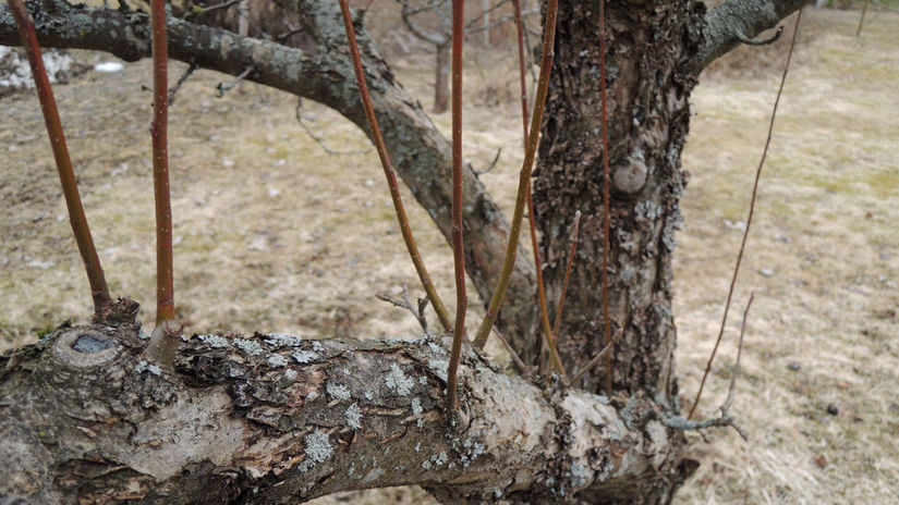 Vlk je silný, bujne rastúci výhon na ovocnom...