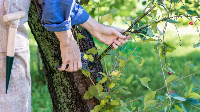 rez, ovocný strom, vlky, 2264843603