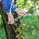 rez, ovocný strom, vlky, 2264843603