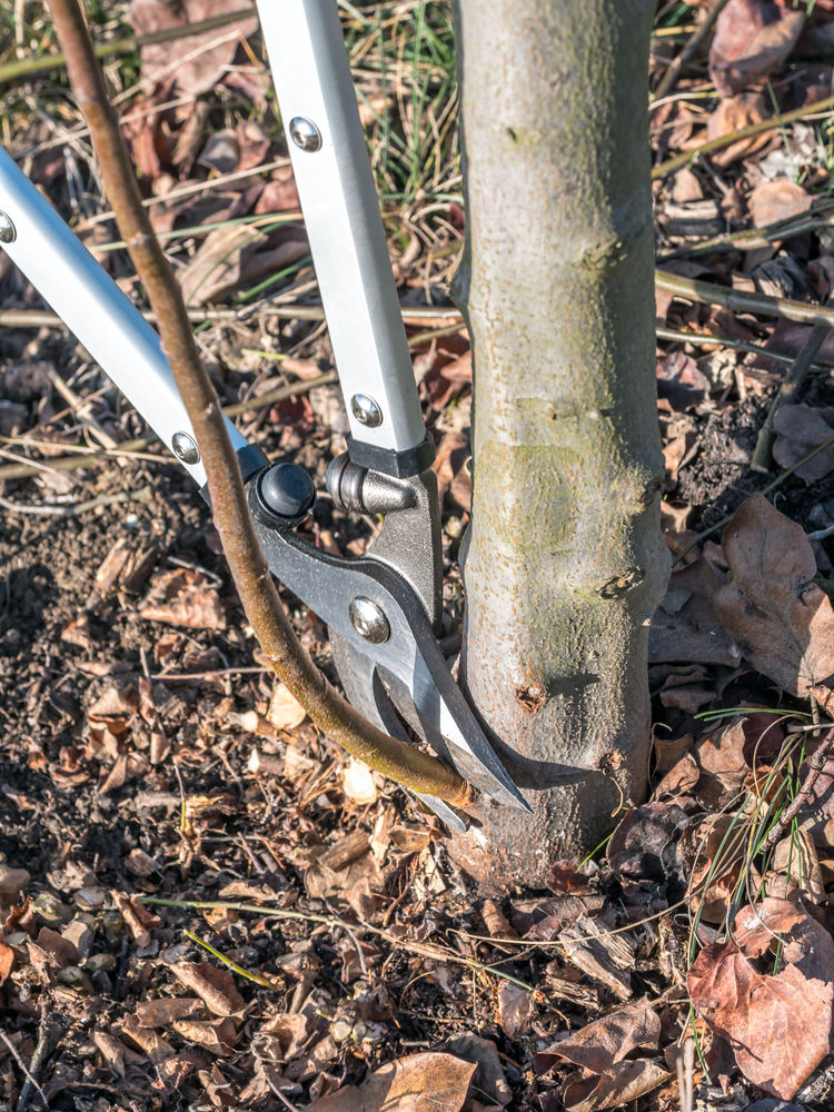 Výmladok vyrastajúci z kmienka, pri...