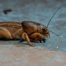 medvedík obyčajný 1845370927