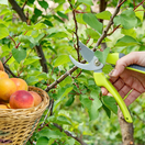 rez, tvarovanie, tez marhule, marhula,