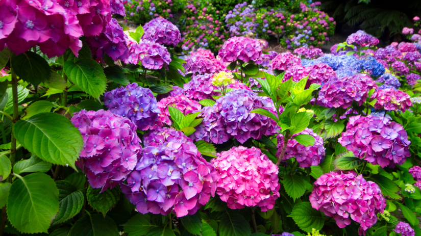 hortenzia kalinolistá