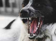 Pes / Teeth / Agressive /