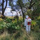 Rastie ako z vody, páli ako kyselina: na Slovensku sa opäť šíri nebezpečná rastlina – odborníci vyzývajú na okamžité zničenie