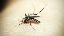 Mŕtvopis. Vedci využili sosák mŕtveho komára na precíznu 3D tlač