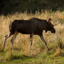 los európsky, zviera