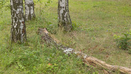 Obľúbený kaštieľ v Budmericiach je už rok pre...