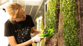 Mikrozeleninu možno pestovať aj tam, kde by to...