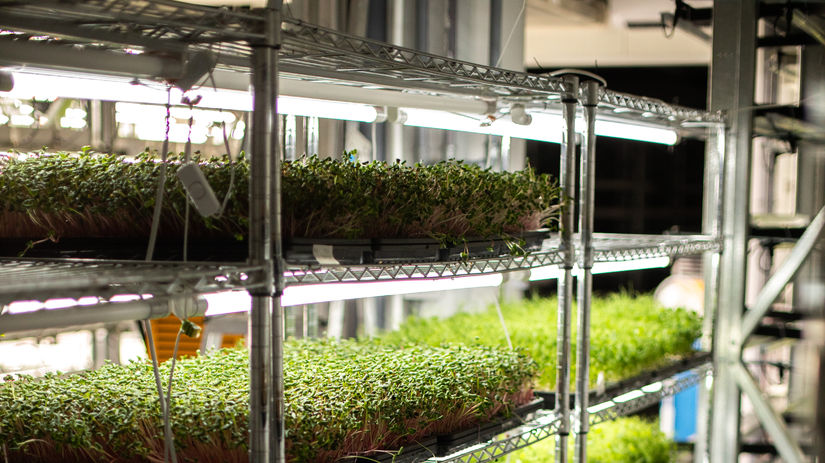 Mikrozeleninu možno pestovať aj tam, kde by to...