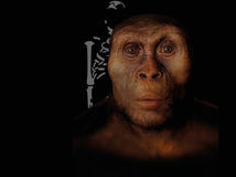 Lucy / Australopitecus /