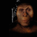 Lucy / Australopitecus /