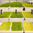 Mikrozelenina Liptov