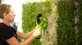 Mikrozeleninu možno pestovať aj tam, kde by to...