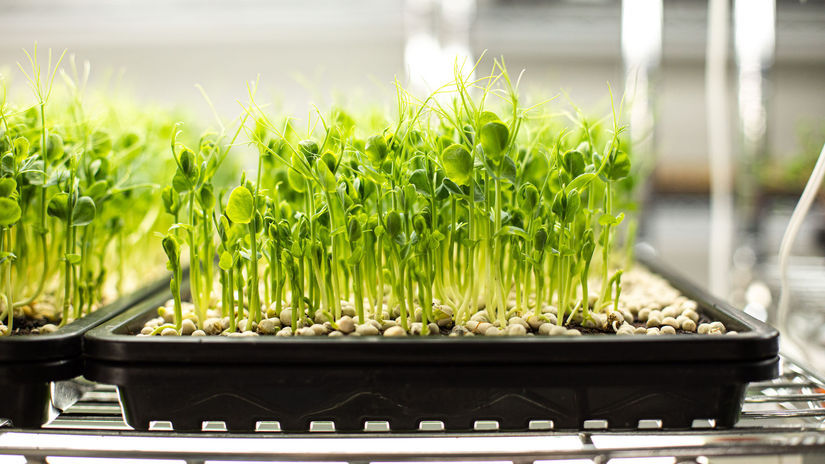 Mikrozelenina je čerstvým koncentrátom...