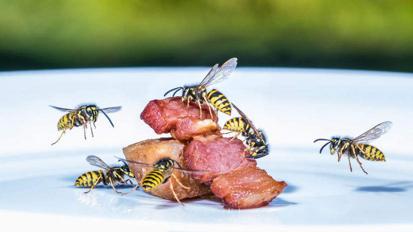 V prvej polovici leta osy letia viac na mäso -...