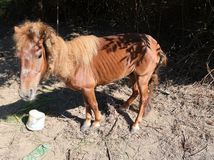 Kôň / Pony /