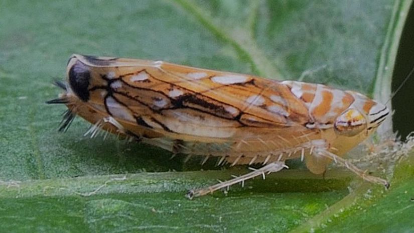 Prenášačom choroby je cikáda Scaphoideus titanus.