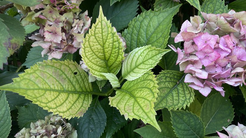 hortenzia, chloróza, žltnutie, nedostatok železa,