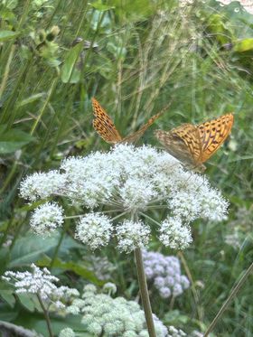 Jezersko má bohatú flóru i faunu.