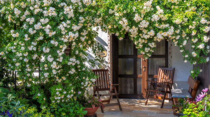 Rambler ruže sa hodia na obrastanie pergol,...