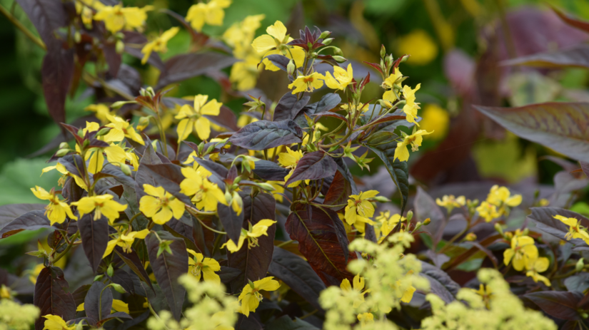 Čerkáč ‘Firecracker’