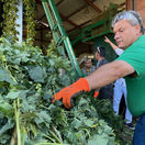 PD Vlára Nemšová, chmeľ, chmeľnica, poľnohospodárstvo,