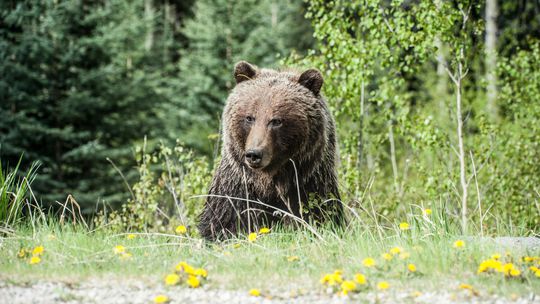 Sekundy hrôzy na Urpíne: Medveď napadol bežca, zranenému mužovi sa podarilo utiecť