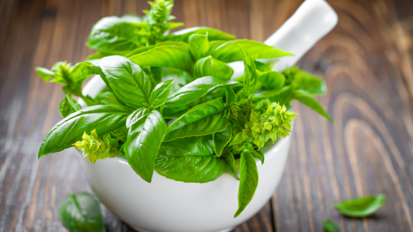 bazalka, kvet, bazalkové kvety,