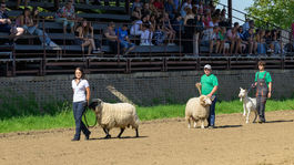 SR Nitra Agrokomplex 2025, hospodárske zvieratá výstava začiatok N