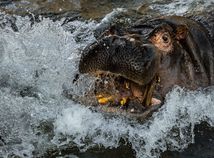 Hippo / Hroch /