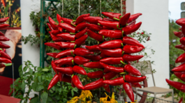 čili, čili paprička, sušené čili, sušenie, čili vločky,