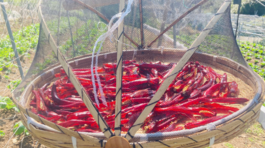 čili, čili paprička, sušené čili, sušenie, čili vločky,