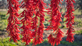 čili, čili paprička, sušené čili, sušenie, čili vločky,