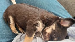 VIER PFOTEN 2024-11-18 00009